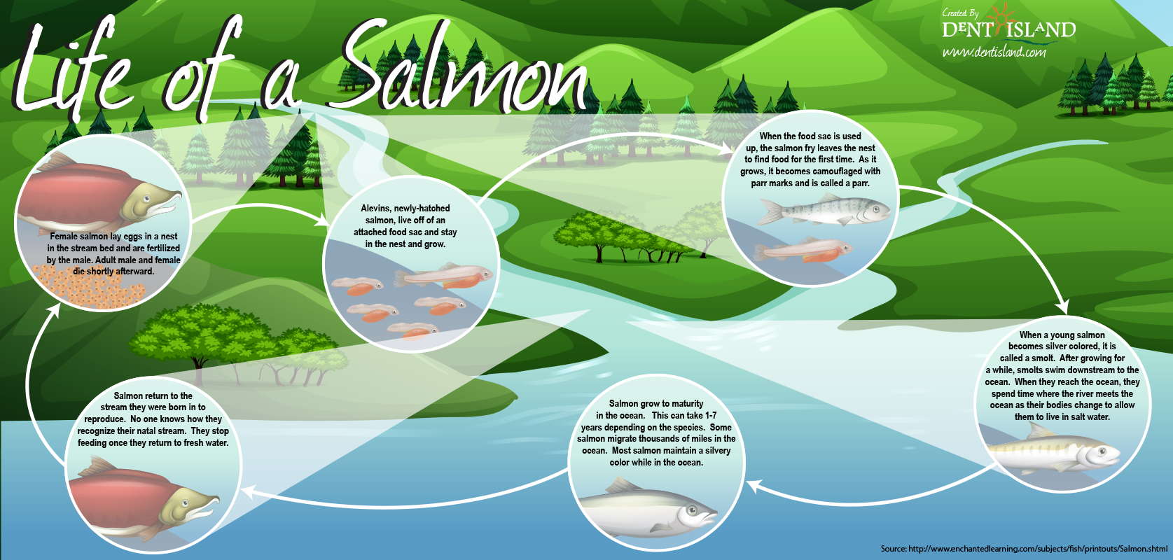 Life-of-a-Salmon (1)